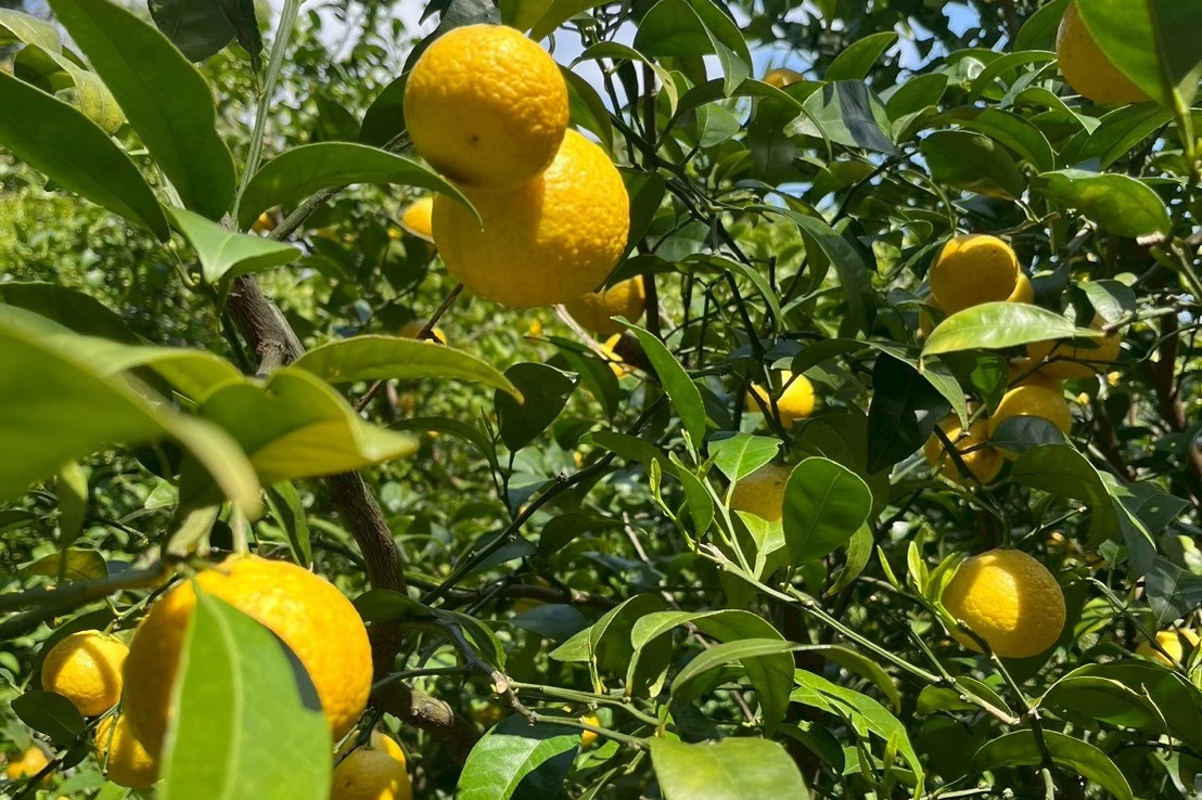 精油に活用する柑橘類